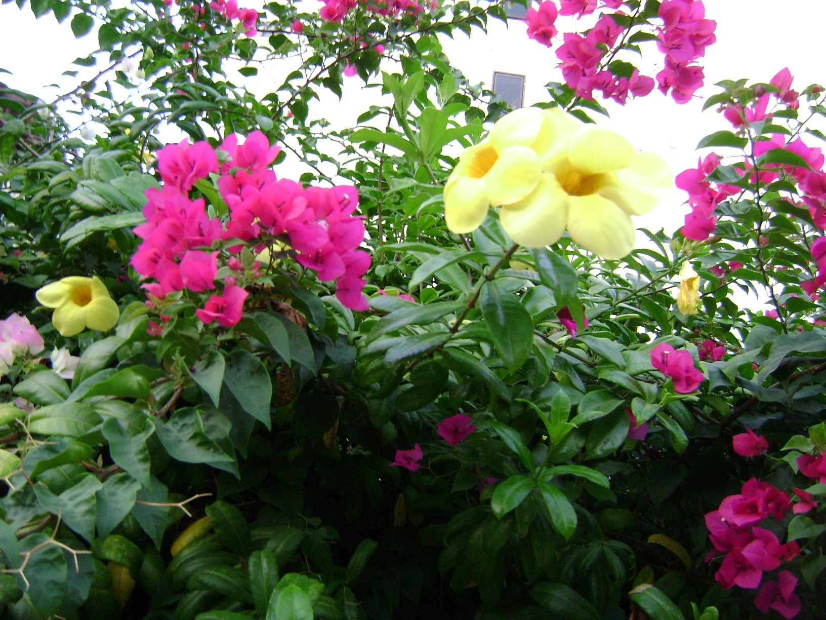 DSC05035-2